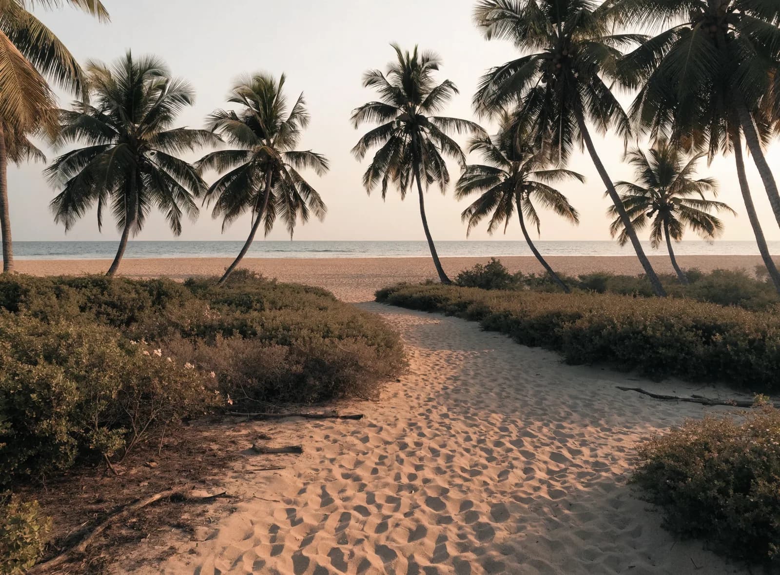 A sandy footpath running between coconut palms and opening onto an empty beach at sunrise in North Goa